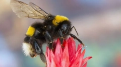 Bumbarbee varijabla
